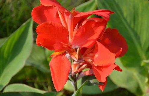 大花美人蕉图片 红花美人蕉图片