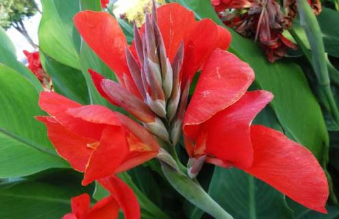 美人蕉品种图片大全 美人蕉什么品种好看