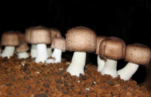 姬松茸图片（姬松茸图片和松茸图片）