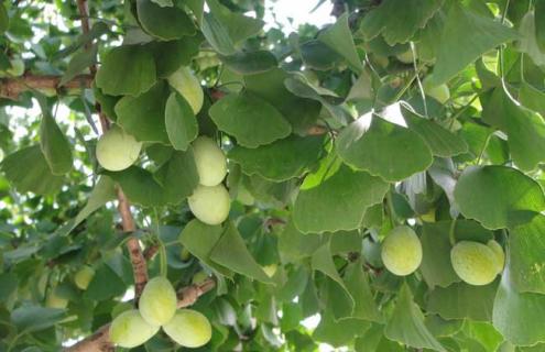 银杏树图片 银杏树图片大全高清