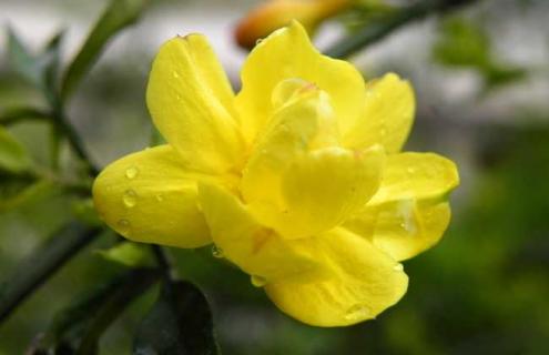 迎春花品种图片大全 迎春花好的品种