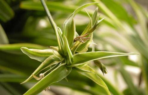 吊兰种类图片大全（吊兰的种类名称和图片大全集）