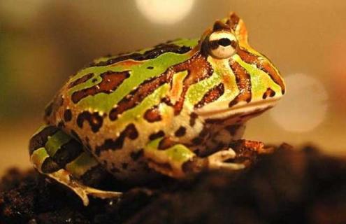 角蛙的饲养方法(角蛙饲养注意事项)