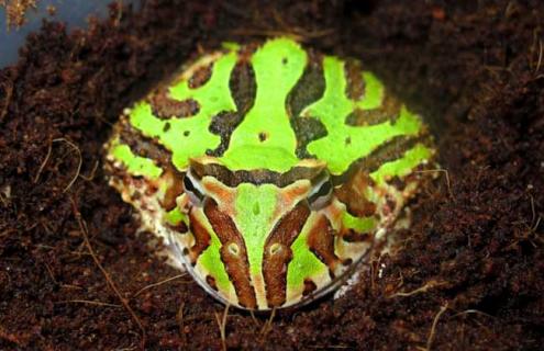 霸王角蛙寿命有多长（霸王角蛙寿命多久）