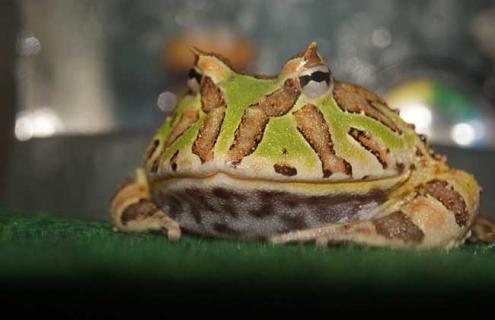 霸王角蛙图片（霸王蛙的图片）