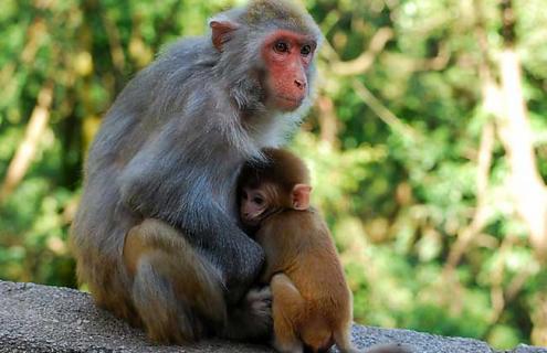 猴子的尾巴有什么作用（猴子的尾巴有什么作用一年级）