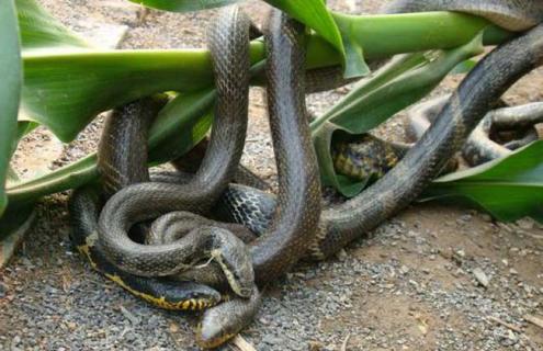 2016年养蛇赚钱吗 养什么蛇赚钱