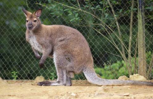 袋鼠的尾巴有什么作用 松鼠的尾巴有什么作用