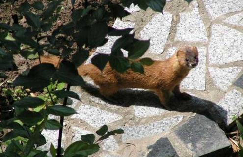 黄鼠狼吃什么食物 黄鼠狼吃什么食物?黄鼠狼的食物有哪些?
