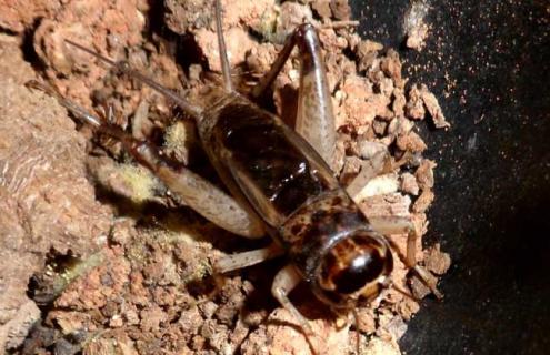 蟋蟀吃什么食物（蟋蟀吃什么食物最好）