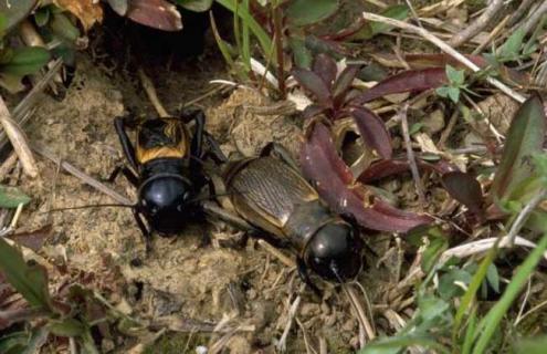 蟋蟀是益虫还是害虫（蜻蜓是益虫还是害虫）