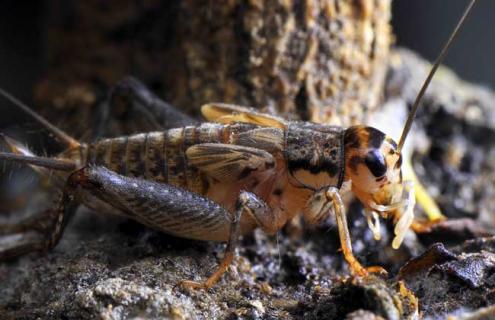 斗蟋蟀的挑选方法 大师教你挑选蟋蟀