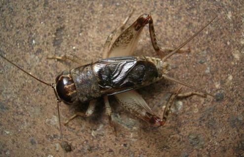 蟋蟀是昆虫吗(蜘蛛和蟋蟀是昆虫吗)