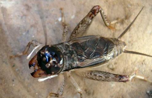 蟋蟀的捕捉方法（蟋蟀捕食方法）