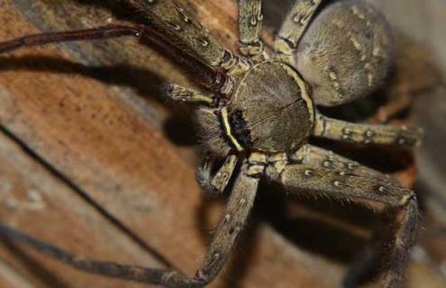 白额高脚蛛图片 白额高脚蛛图片为什么潮湿的地方