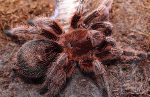 火玫瑰蜘蛛图片 火玫瑰蜘蛛图片大全