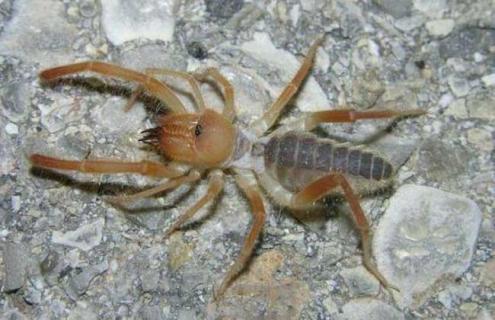 骆驼蜘蛛图片(骆驼蜘蛛图片大全恶搞)