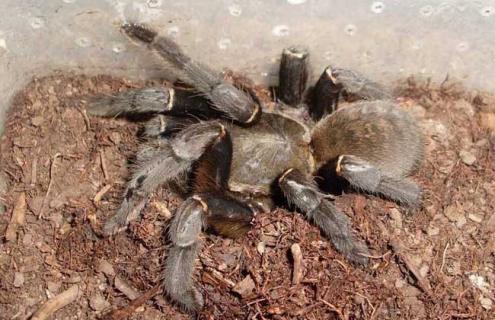 亚马逊巨人食鸟蛛图片 亚马逊巨人食鸟蛛的图片