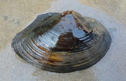 河蚌种类图片大全 河蚌的种类图片名称