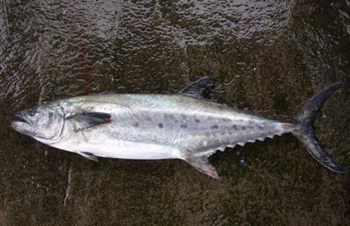 鲅鱼种类图片大全（鲅鱼图片大全）