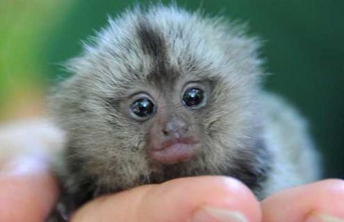 狨猴种类图片大全（关于猴的种类名称图片）