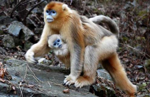 金丝猴种类图片大全 金丝猴的简介和图片资料