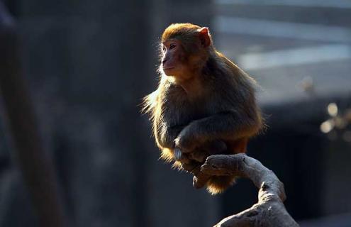 猕猴种类图片大全 猕猴图片大全