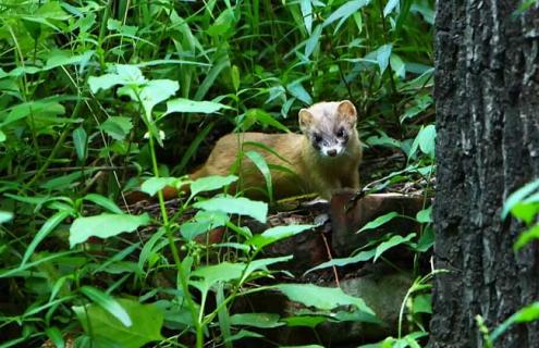 黄鼠狼图片 黄鼠狼图片大全大图