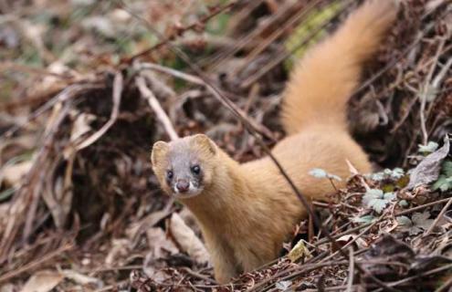 黄鼠狼养殖前景 人工养殖黄鼠狼有发展趋势吗