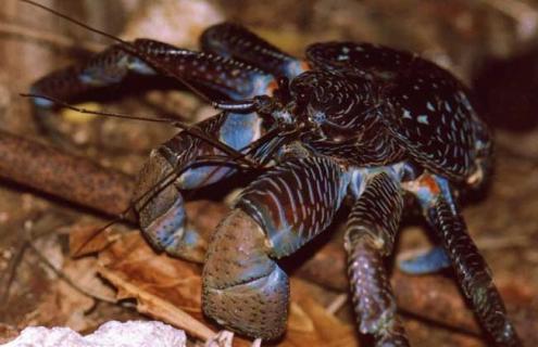 巨型椰子蟹图片 椰子蟹长什么样子图片