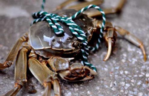 阳澄湖大闸蟹图片 阳澄湖大闸蟹图片素材