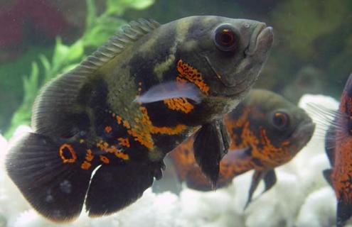 地图鱼图片 地图鱼图片大全种类