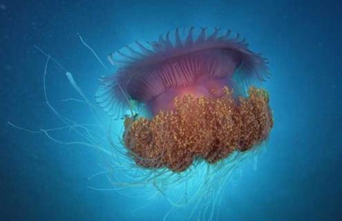 海蜇有毒吗（透明海蜇有毒吗）