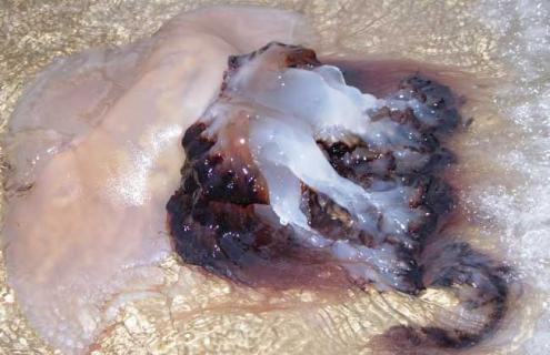 海蜇养殖技术 海蜇养殖技术常见问题