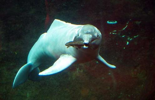 河豚种类图片 河豚种类图片及毒性