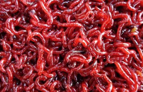 红虫怎么养 钓鱼红虫怎么养