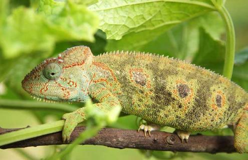 变色龙为什么会变色（变色龙为什么会变色答案）