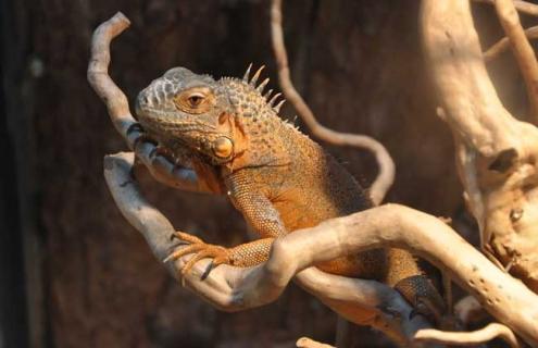 变色龙图片(变色龙图片 儿童画)