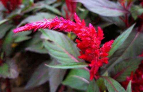 凤尾鸡冠花图片 凤尾鸡冠花有几种颜色