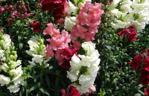 金鱼草图片（金鱼草图片大全）