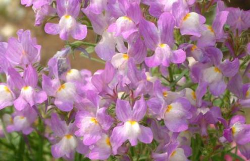 姬金鱼草图片 姬金鱼草图片唯美