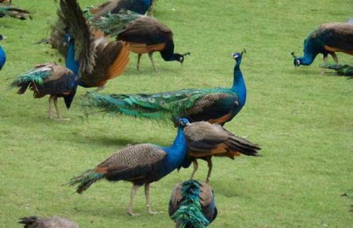 孔雀开屏是什么意思 梦见孔雀开屏是什么意思