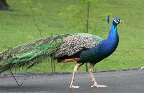 孔雀会不会飞 孔雀会不会飞走