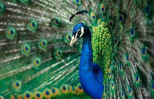 孔雀开屏图片 孔雀开屏图片 简笔画