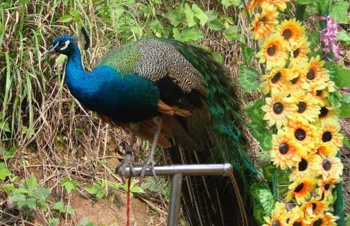 孔雀吃什么食物（家养孔雀吃什么食物）