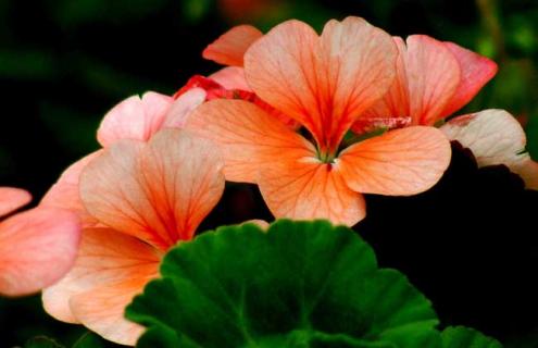 天竺葵种类图片（各种天竺葵图片）