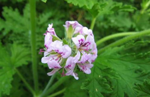 香叶天竺葵图片（驱蚊草香叶天竺葵图片）