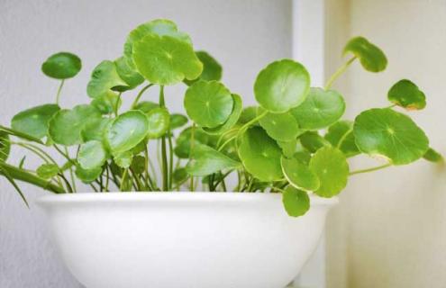 铜钱草种类图片 铜钱草有哪几种