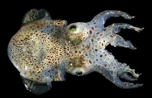 章鱼种类图片大全 章鱼图片大全 图片高清