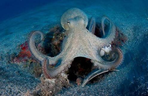 章鱼寿命有多长 章鱼寿命怎么那么短